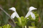 White birds-in-a-nest